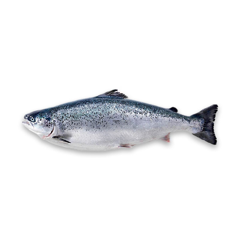 Atlantic-Salmon-Fish