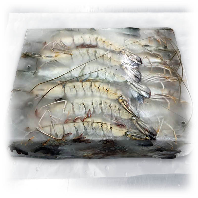 black-tiger-hlso-block_(a2)