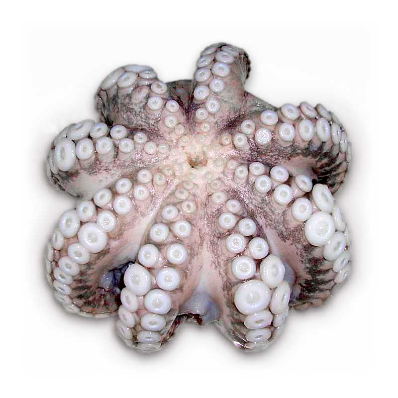 octopus-frozen-whole-indonesia_(a2)