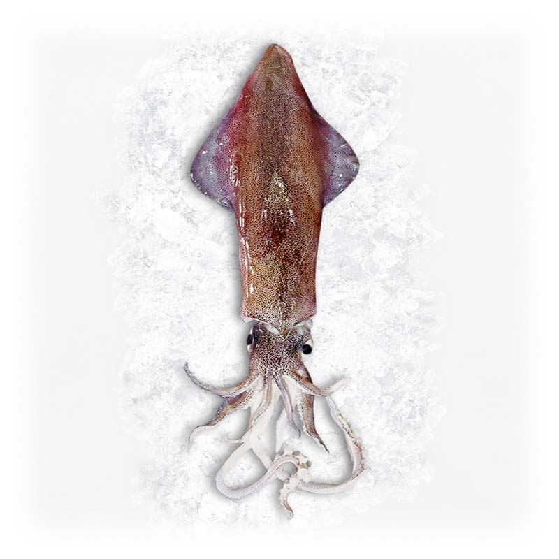 squid-whole-south-africa_(a2)