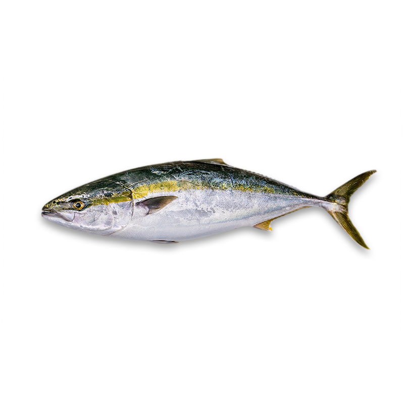 yellowtail-kingfish-fresh_(l2)