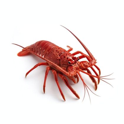 California_Spiny_Lobster_Img