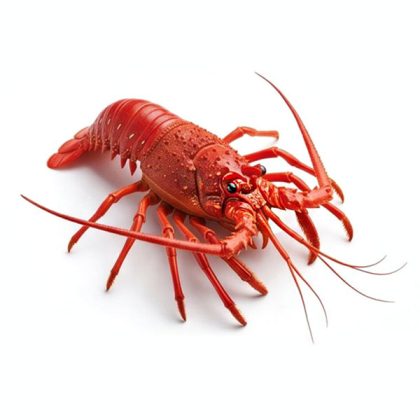 Caribbean_Spiny_Lobster_Img