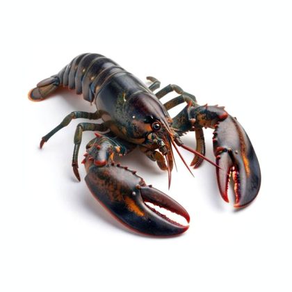 European_Lobster_Img