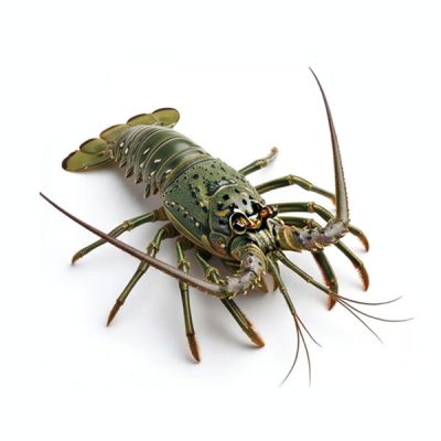 Painted_Spiny_Lobster_Img