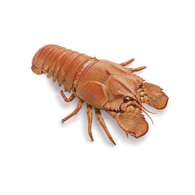 Slipper_Flathead_Lobster_Img